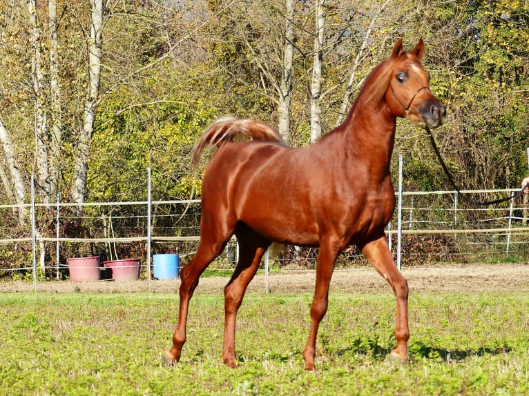 Straight Egyptian Stallion 4 years 15,1 hh Chestnut-Red in Pordenone