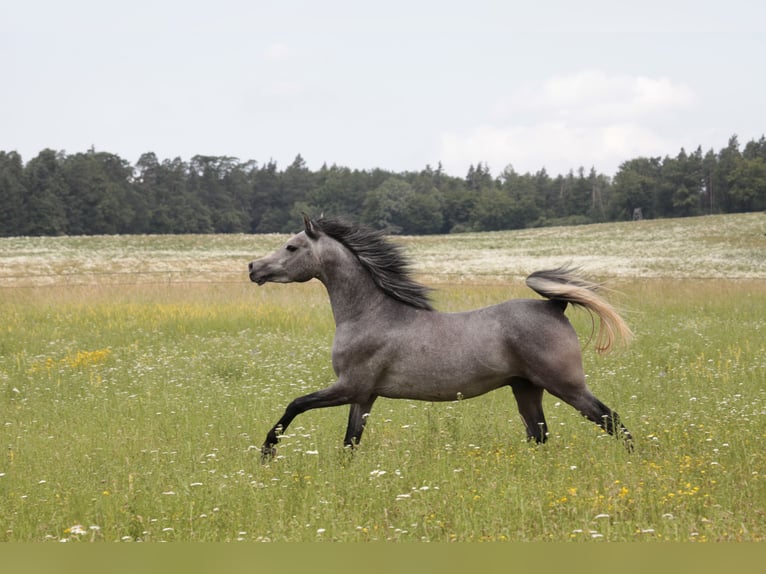 Straight Egyptian Stallion 4 years 15,1 hh Gray in Seßlach