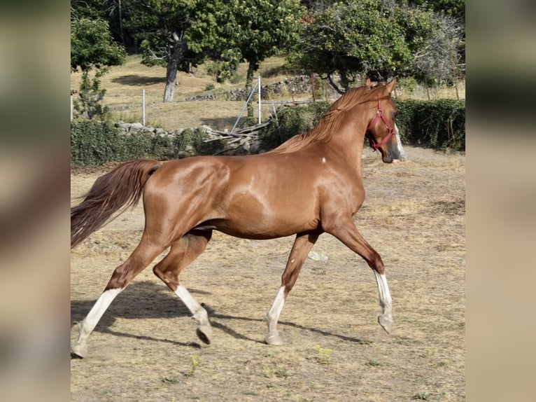 Straight Egyptian Stallion 4 years Chestnut-Red in Bejar