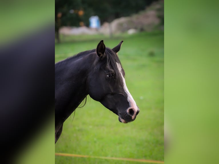 Straight Egyptian Stallion 5 years 14,1 hh Black in Langsdorf