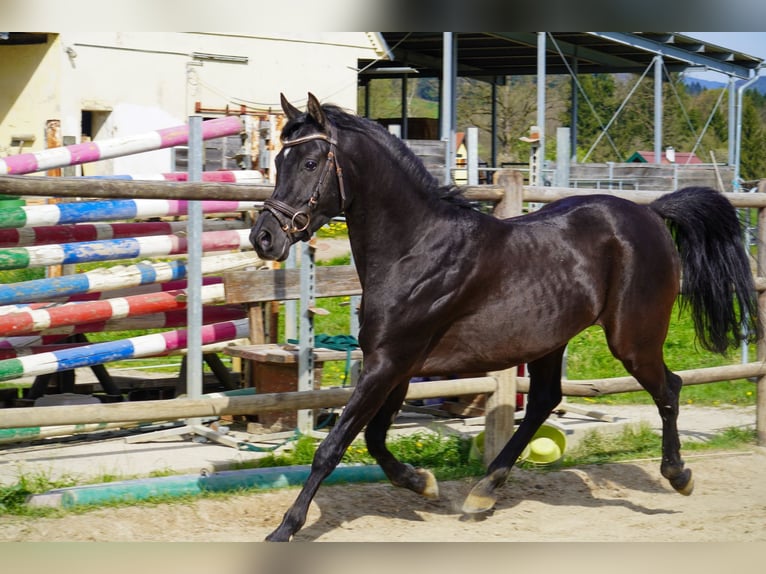 Straight Egyptian Stallion 5 years 14,3 hh Black in Stallhofen