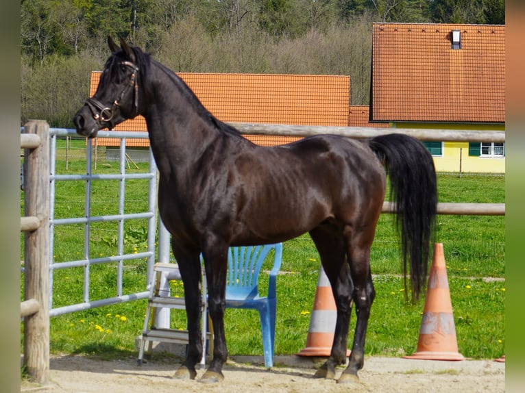 Straight Egyptian Stallion 5 years 14,3 hh Black in Stallhofen