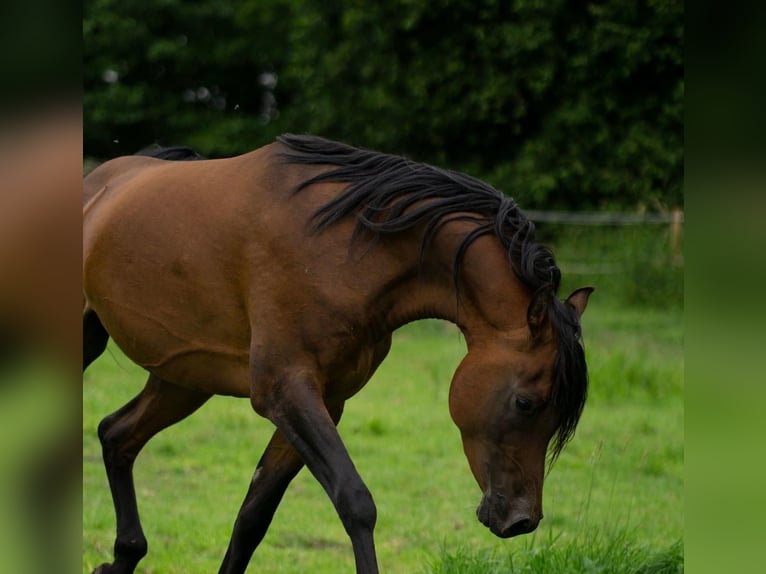 Straight Egyptian Stallion 5 years 14,3 hh Brown in Ovelg&#xF6;nne