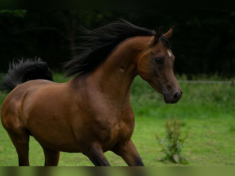 Straight Egyptian Stallion 5 years 14,3 hh Brown in Ovelg&#xF6;nne