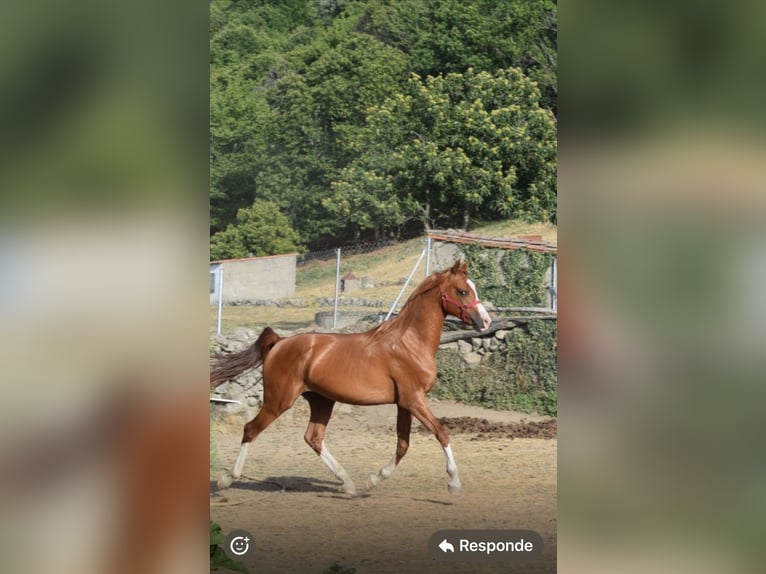 Straight Egyptian Stallion 5 years Chestnut-Red in Bejar