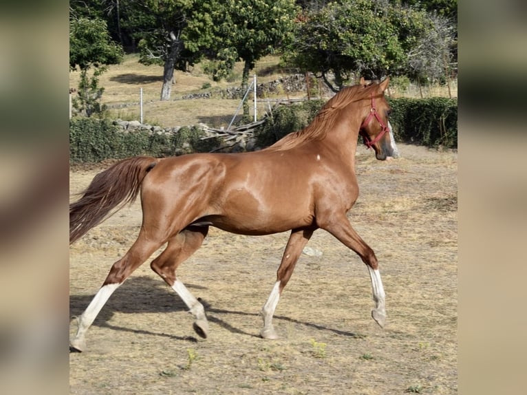 Straight Egyptian Stallion 5 years Chestnut-Red in Bejar