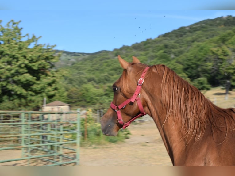 Straight Egyptian Stallion 5 years Chestnut-Red in Bejar