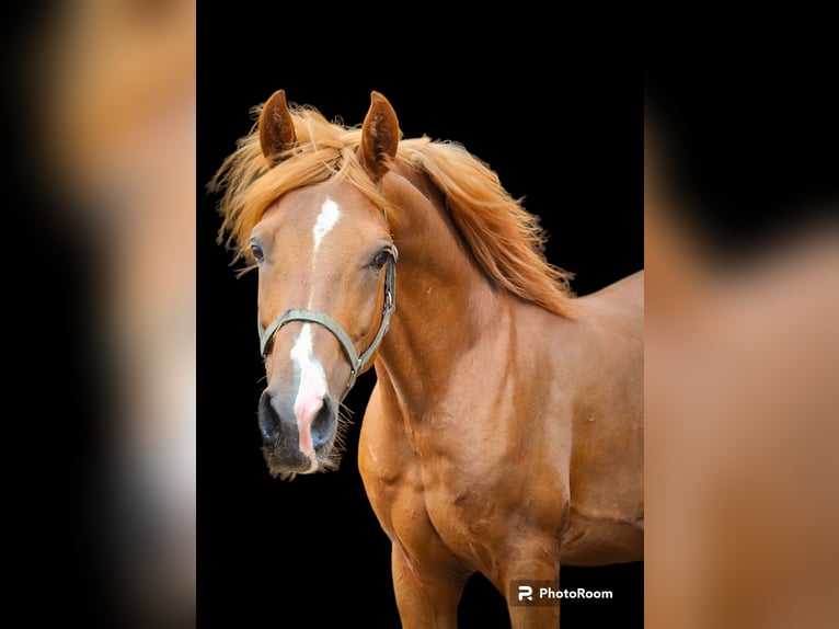Straight Egyptian Mix Stallion 6 years 13,3 hh Chestnut-Red in Langsdorf