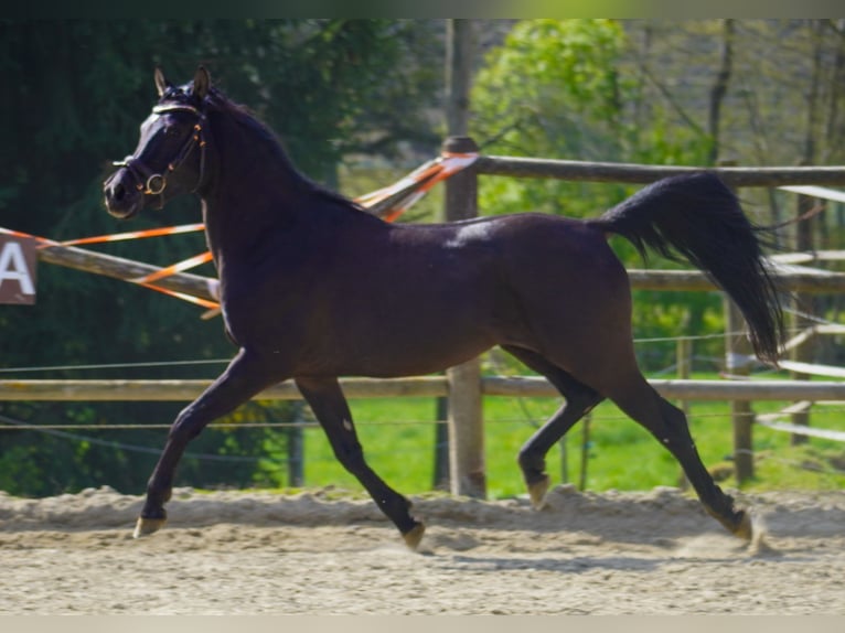 Straight Egyptian Stallion 6 years 14.3 hh Black in Stallhofen