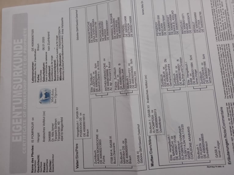 Straight Egyptian Stallion 6 years 14,2 hh Brown in Trumau