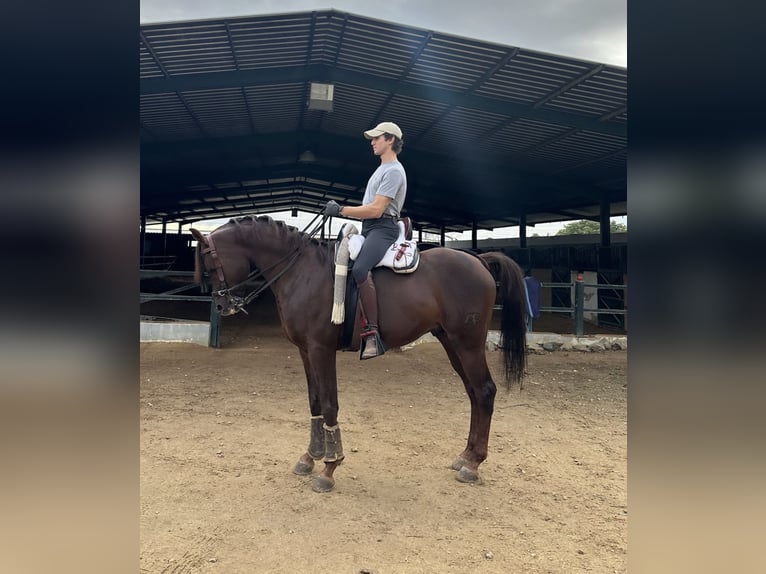 Straight Egyptian Stallion 6 years 14,3 hh Chestnut-Red in Sevilla