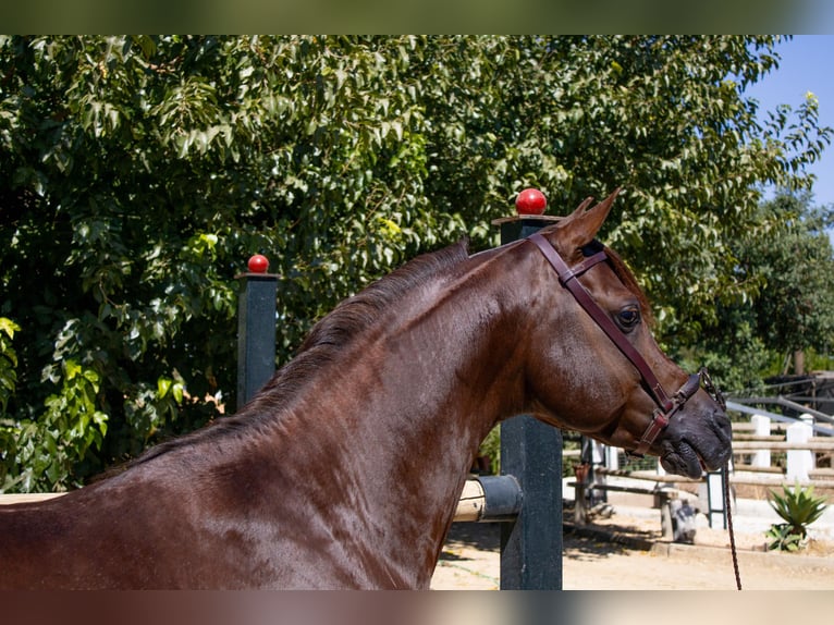 Straight Egyptian Stallion 6 years 14,3 hh Chestnut-Red in Sevilla
