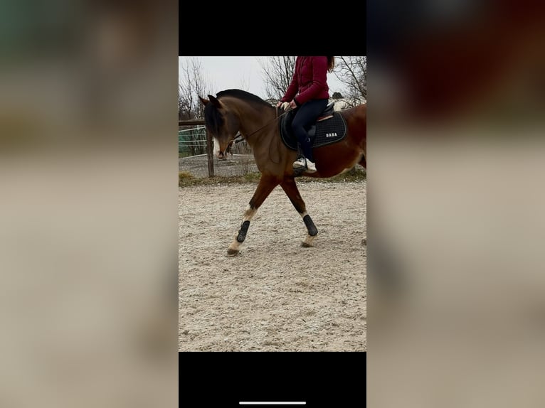 Straight Egyptian Stallion 8 years 14.2 hh Brown in La Croix-de-Rozon