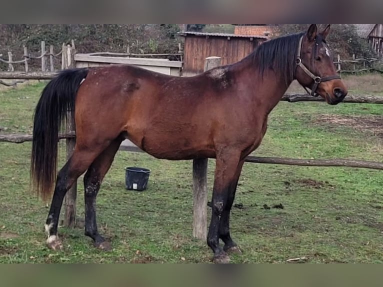 Straight Egyptian Stallion 9 years 15.1 hh Brown in Petrinja