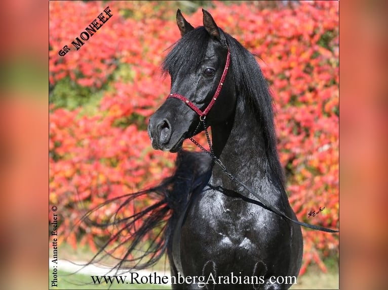 Straight Egyptian Stallion Black in Monheim