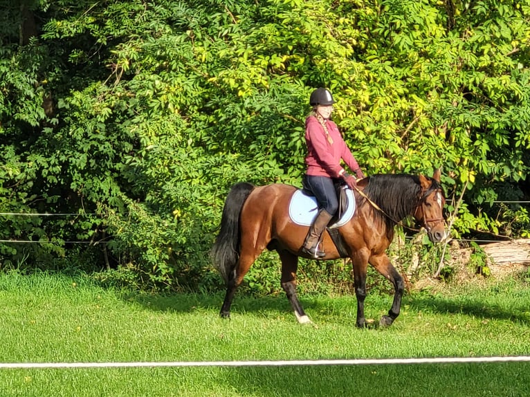 Straight Egyptian Stallion Brown in Harsum
