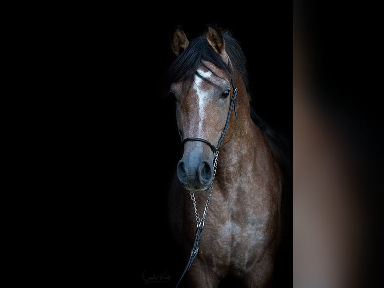 Straight Egyptian Stallion Can be white in Blankenhain