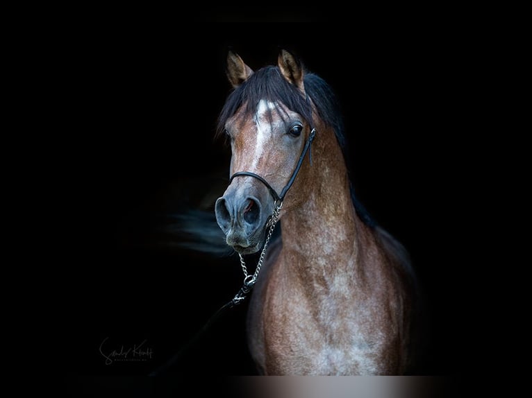 Straight Egyptian Stallion Can be white in Blankenhain