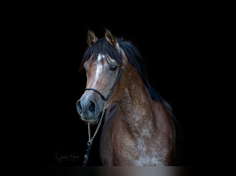 Straight Egyptian Stallion Can be white in Blankenhain