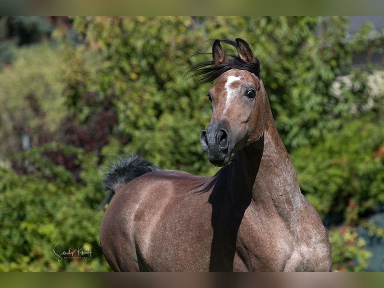 Straight Egyptian Stallion Can be white in Blankenhain