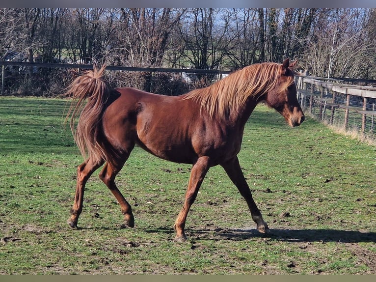 Straight Egyptian Stallion Chestnut-Red in Boutersem