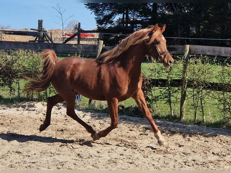 Straight Egyptian Stallion Chestnut-Red in Boutersem