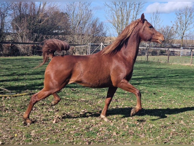Straight Egyptian Stallion Chestnut-Red in Boutersem