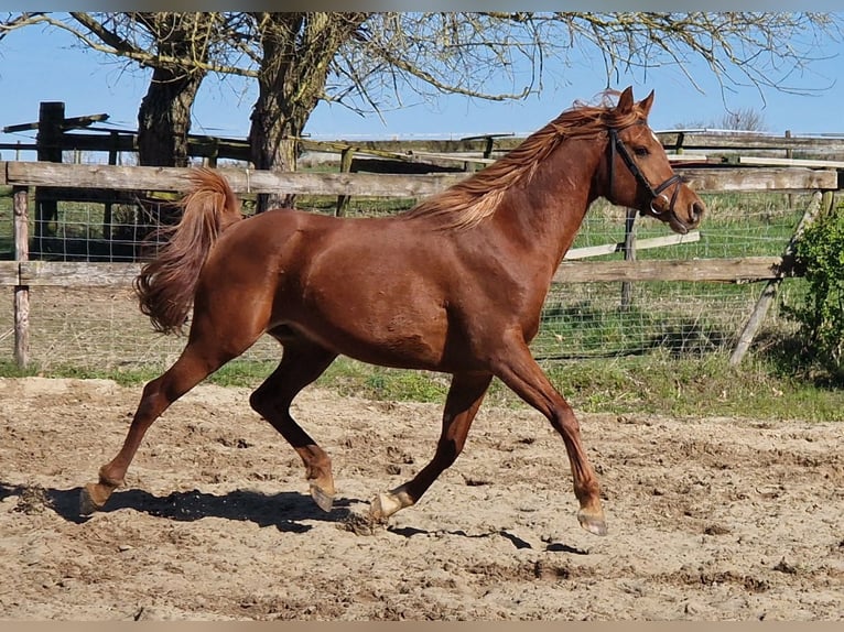 Straight Egyptian Stallion Chestnut-Red in Boutersem