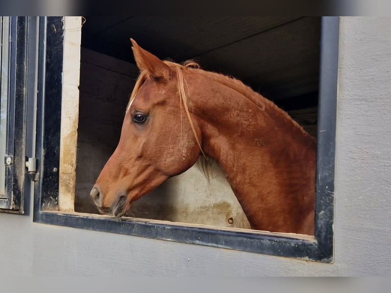 Straight Egyptian Stallion Chestnut-Red in Boutersem