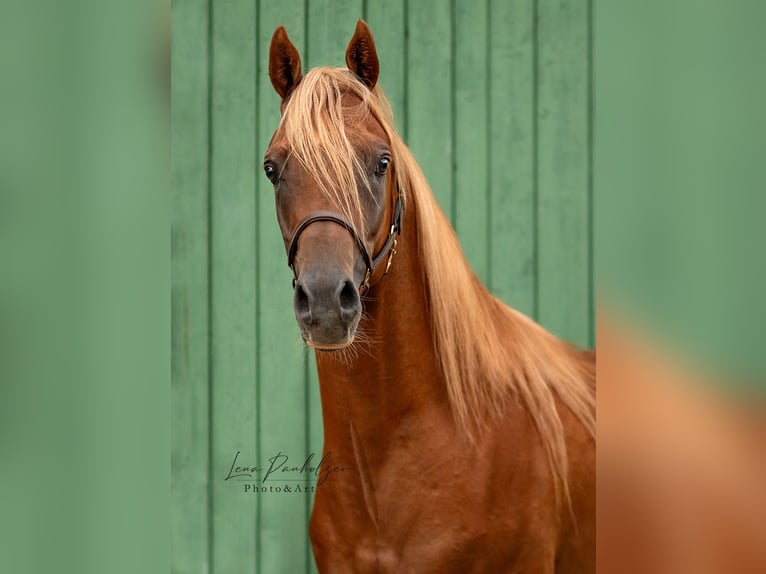 Straight Egyptian Stallion Chestnut-Red in Grabfeld