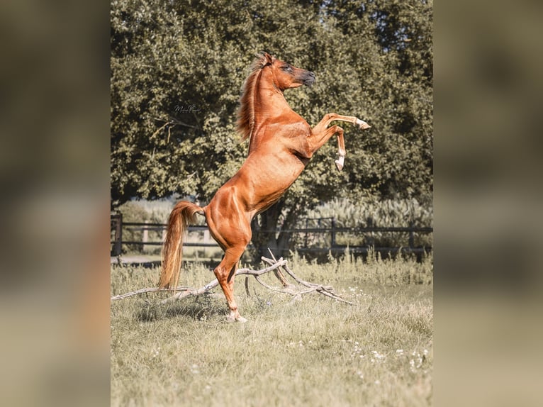 Straight Egyptian Stallion Chestnut-Red in Grabfeld