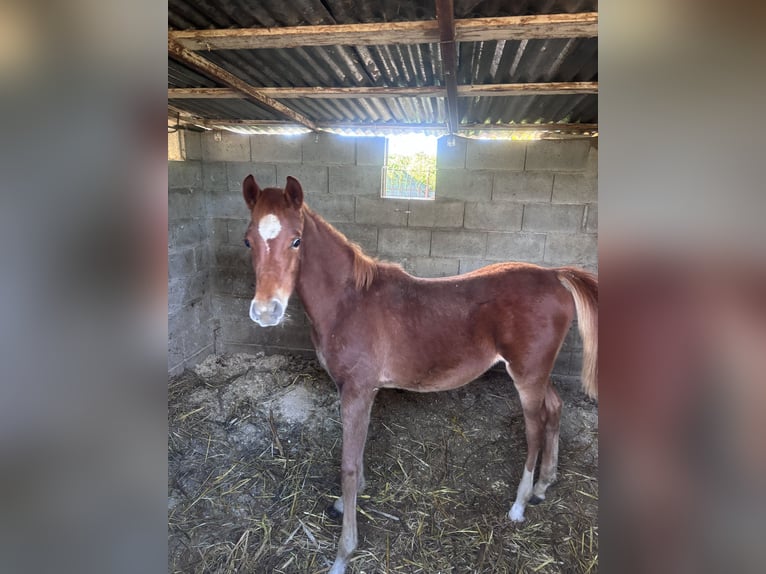 Straight Egyptian Stallion Foal (05/2025) 10,2 hh Chestnut-Red in Capri Leone
