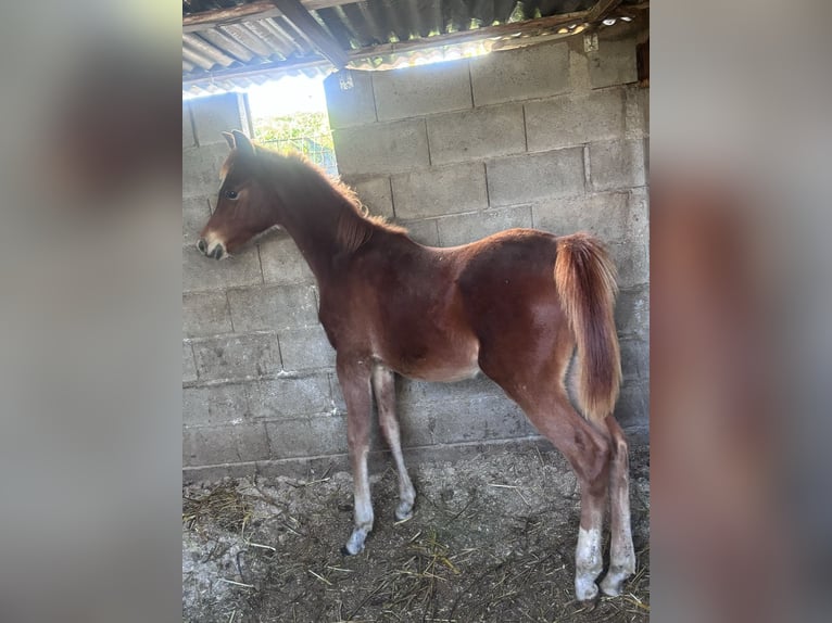 Straight Egyptian Stallion Foal (05/2025) 10,2 hh Chestnut-Red in Capri Leone