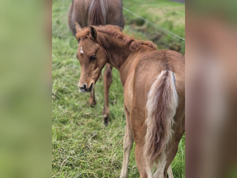 Straight Egyptian Stallion Foal (03/2024) 14,2 hh Chestnut in Engelschoff