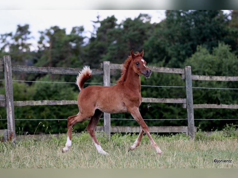 Straight Egyptian Stallion Foal (04/2025) 14,3 hh Chestnut-Red in Burglengenfeld