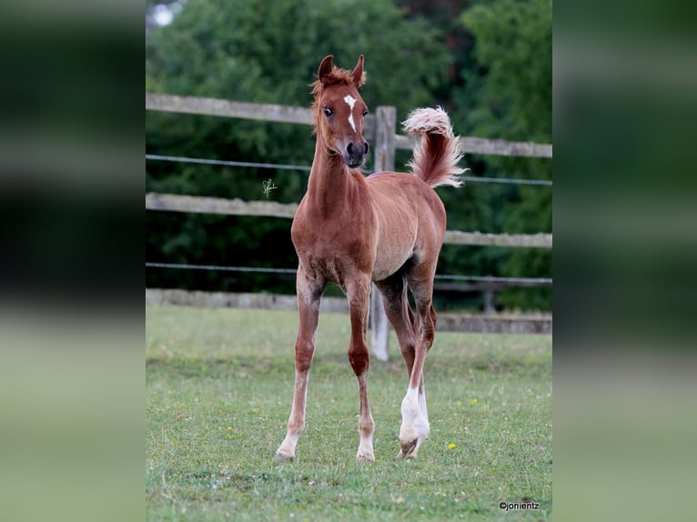 Straight Egyptian Stallion Foal (04/2025) 14,3 hh Chestnut-Red in Burglengenfeld