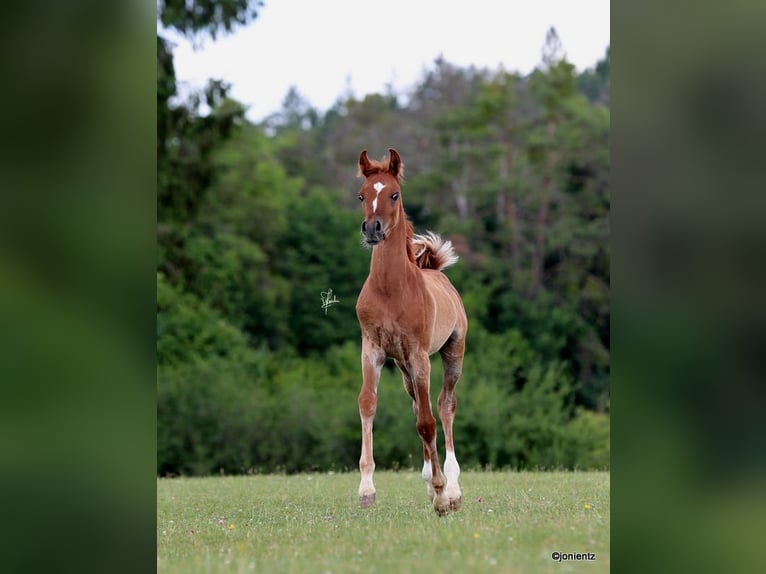 Straight Egyptian Stallion Foal (04/2025) 14,3 hh Chestnut-Red in Burglengenfeld