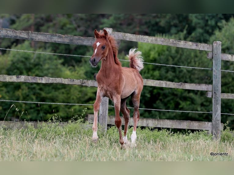 Straight Egyptian Stallion Foal (04/2025) 14,3 hh Chestnut-Red in Burglengenfeld
