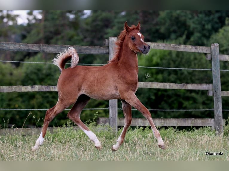 Straight Egyptian Stallion Foal (04/2025) 14,3 hh Chestnut-Red in Burglengenfeld
