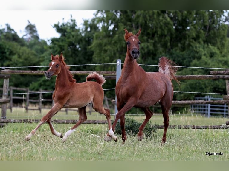 Straight Egyptian Stallion Foal (04/2025) 14,3 hh Chestnut-Red in Burglengenfeld