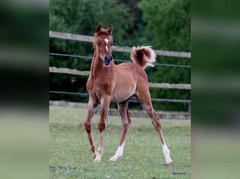 Straight Egyptian Stallion Foal (04/2025) 14,3 hh Chestnut-Red in Burglengenfeld