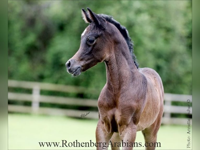 Straight Egyptian Stallion Foal (01/2026) 15.1 hh Black in Monheim