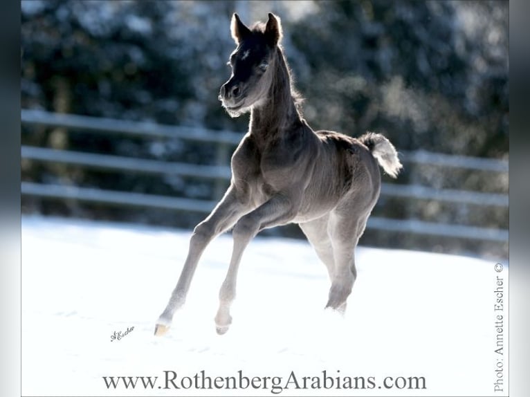 Straight Egyptian Stallion Foal (02/2026) 15.1 hh Black in Monheim