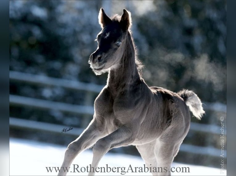 Straight Egyptian Stallion Foal (04/2026) 15.1 hh Black in Monheim