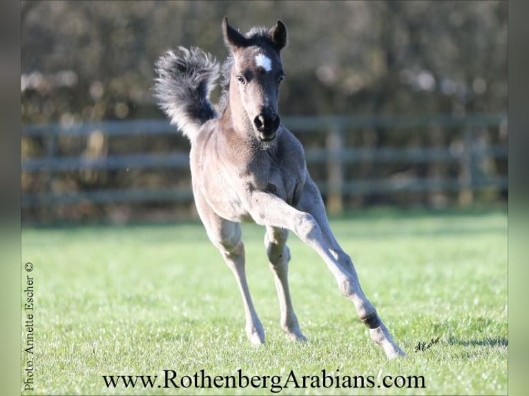 Straight Egyptian Stallion Foal (04/2026) 15.1 hh Black in Monheim