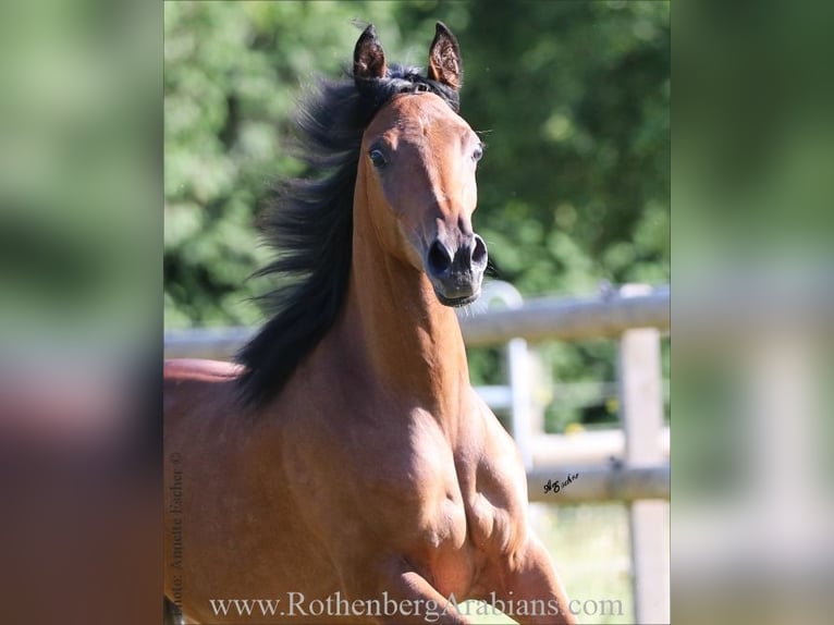 Straight Egyptian Stallion Foal (02/2026) 15.1 hh Black in Monheim