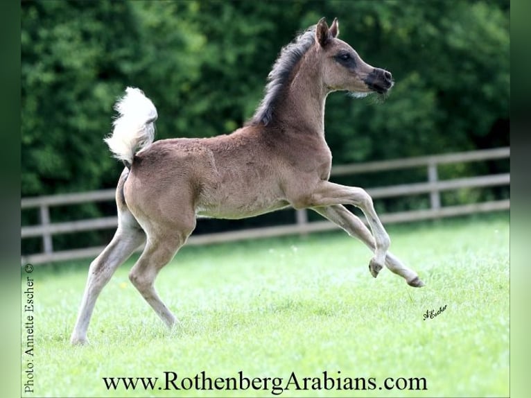 Straight Egyptian Stallion Foal (02/2026) 15.1 hh Black in Monheim
