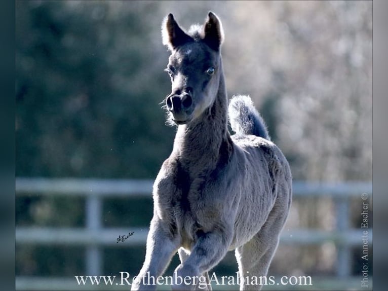 Straight Egyptian Stallion Foal (02/2026) 15.1 hh Black in Monheim