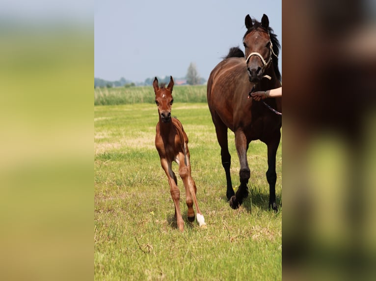 Straight Egyptian Stallion Foal (05/2024) 15,1 hh Brown in Wangerland