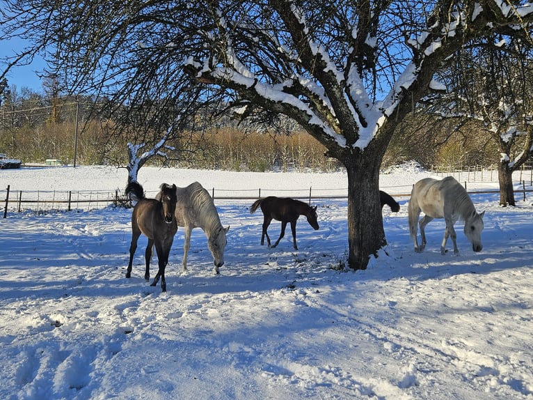 Straight Egyptian Stallion Foal (07/2024) 15,2 hh Gray-Fleabitten in Dietikon